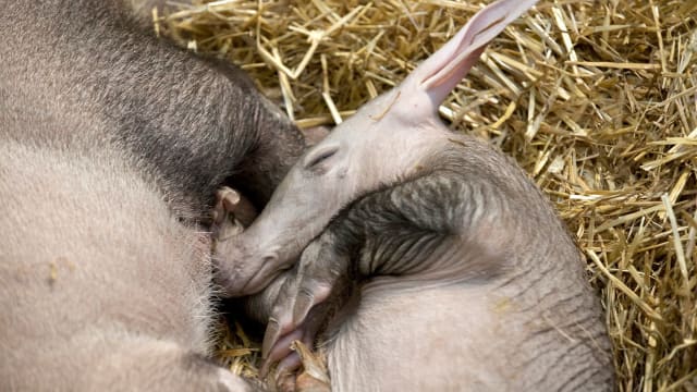 Aardvark Liz Dufour:The Enquirer